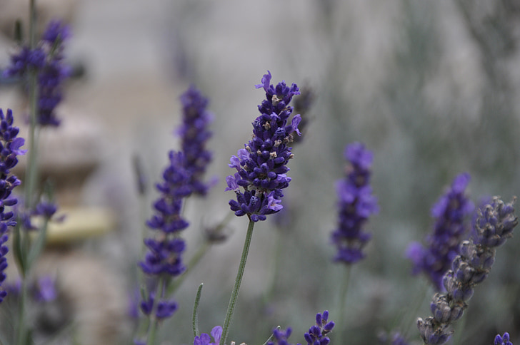 lavender, blossom, bloom, violet, herbs, garden, nature