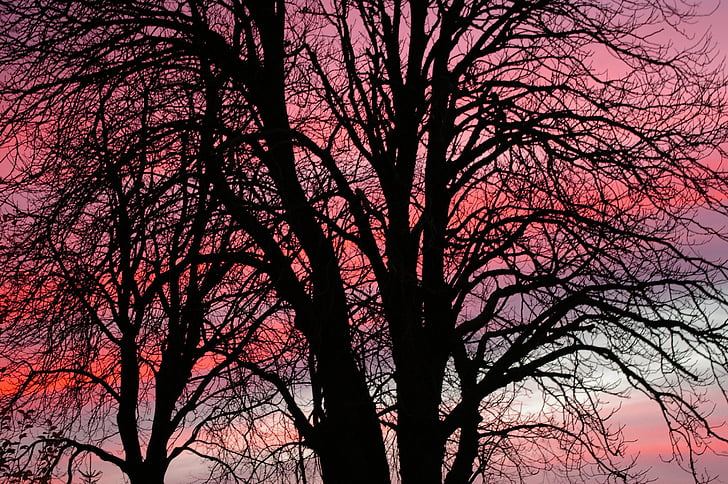 abendstimmung, posta de sol, l'hivern, cel més, cel vermell, arbre de la castanya, arbre vell