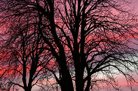 abendstimmung, solnedgång, vinter, Mer sky, röd himmel, kastanjen, gammalt träd