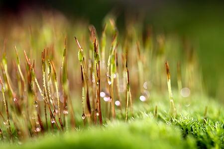 Moss, makro, Moss kukka, kasvi, Luonto, kasvu, ruoho