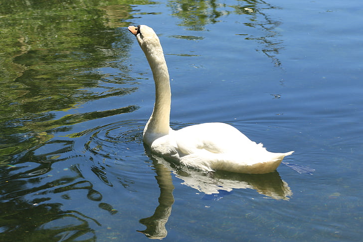 Swan, biela, vody, jazero, vták, voľne žijúcich živočíchov, Grace