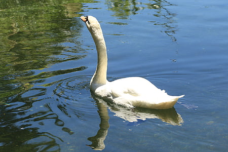 swan, white, water, lake, bird, wildlife, grace