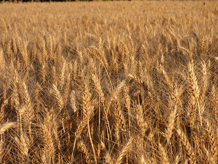 зърнени култури, твърда пшеница, поле, култура