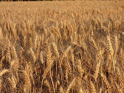 žita, trda pšenica, polje, kulture