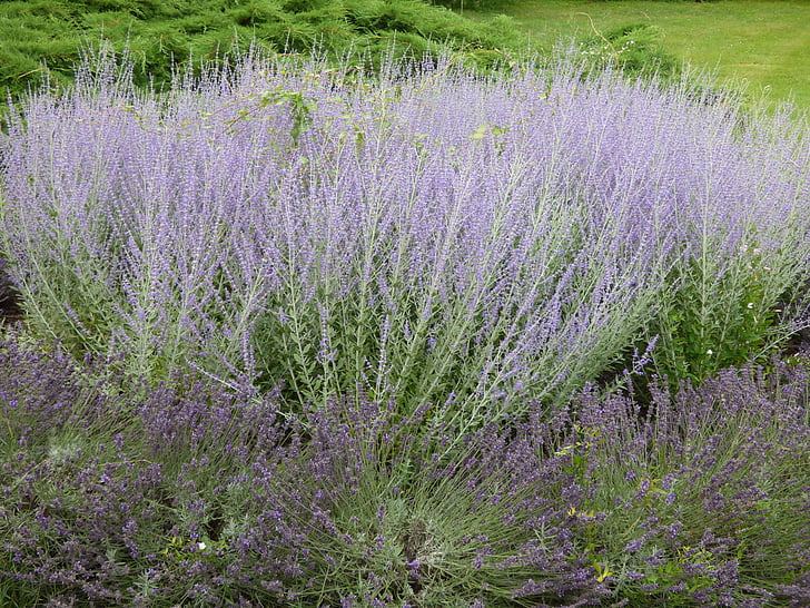 Lavendel, taim, loodus, lõhn, väli, lilla lill, lill