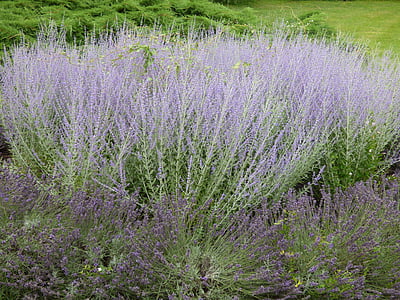 熏衣草, 植物, 自然, 的气味, 字段, 紫色的小花, 花