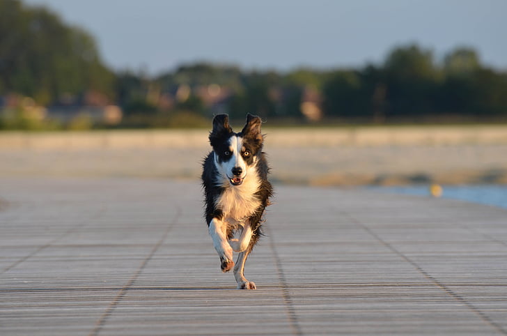 Bordercollie, Running dog, Britse herdershond, hond op strand, roepen, hond, dier