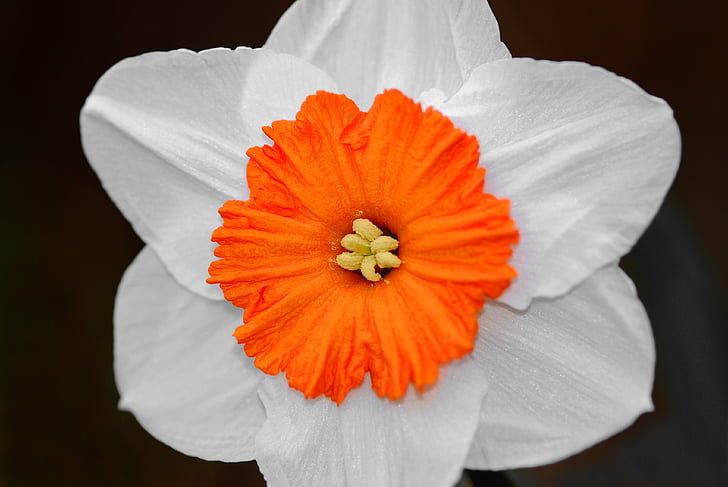 Closeup, fotografie, bloeide, wit, rood, petaled, Tuin