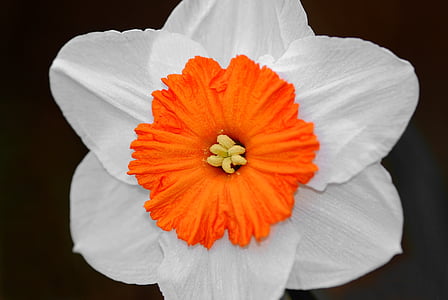 Closeup, Fotografie, kvetly, bílá, červená, u, zahrada