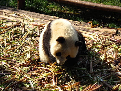 Panda, Sichuan, Moe, Panda - zvierat, zviera, medveď, cicavec