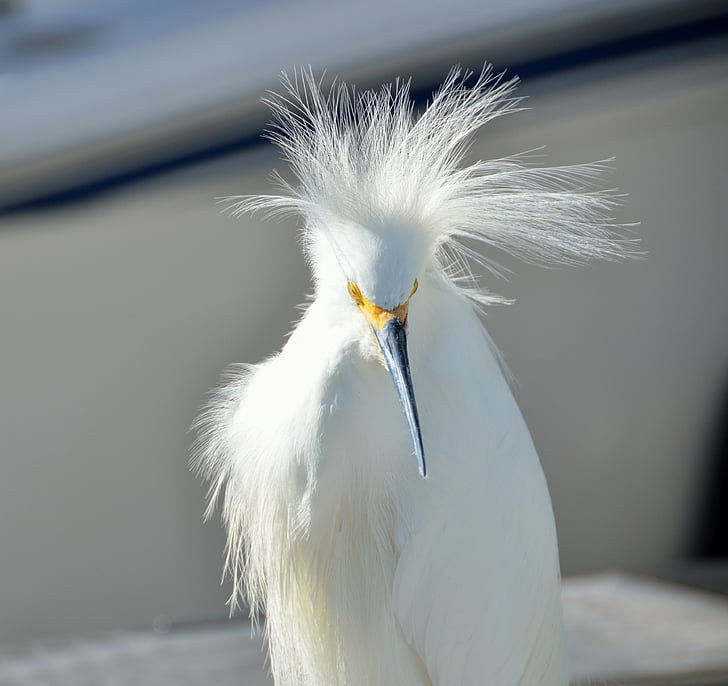 Snowy egret, vogel, dieren in het wild, wit, Amerika, Heron, Marsh