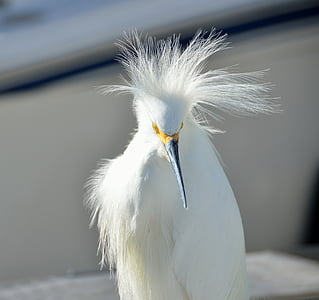 snowy egret, bird, wildlife, white, america, heron, marsh
