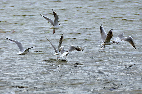 gulls, lake, water bird, nature, landscape, animal, fly