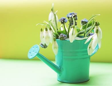 snowdrop, forget me not, flowers, watering can, yellow, green, petrol