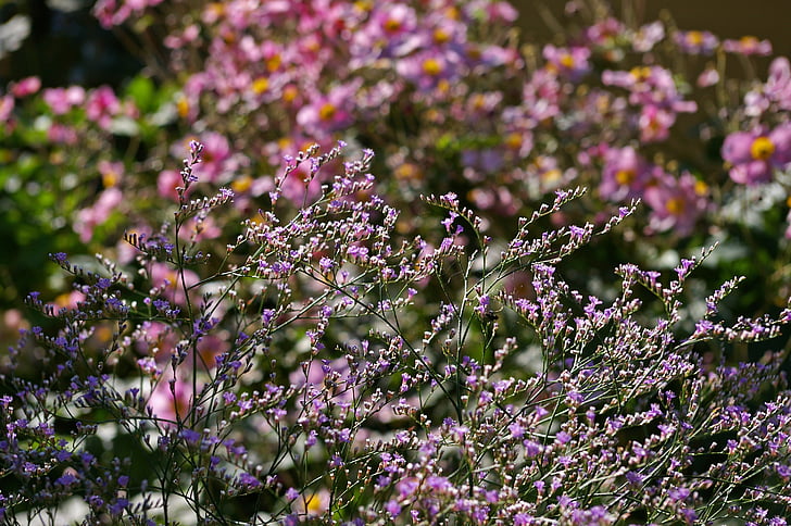 annemone, herbstannemone, fons, lila de platja, violeta, natura, trockenblume