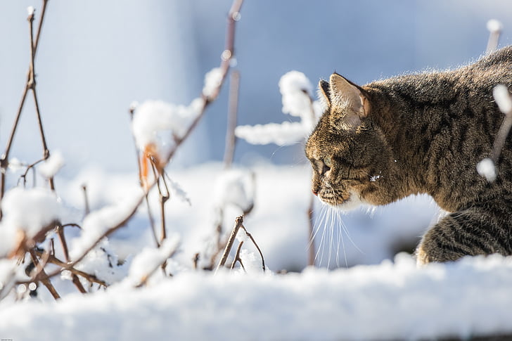 kucing, musim dingin, salju, kucing domestik, hewan peliharaan, menyelinap di atas, alam