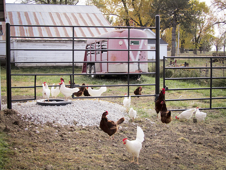 пилета, ферма, кокошка, животни, птици, земеделска земя, селскостопански животни