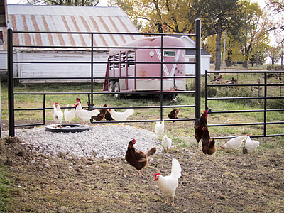 Hühner, Bauernhof, Henne, Tiere, Vögel, landwirtschaftlich genutzter Flächen, Nutztiere