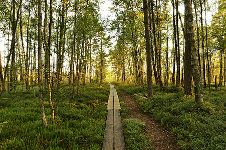 meža, koks, vasaras, Nacionālais parks, Zviedrija, daba, āra