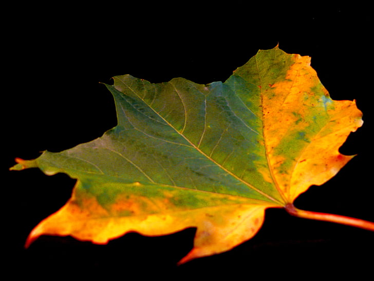 leaf, flora, tree, autumn, winter, england, colorful