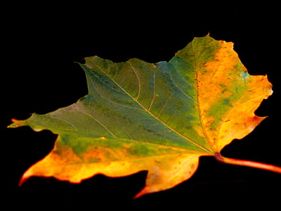 list, Flora, strom, podzim, Zimní, Anglie, barevné