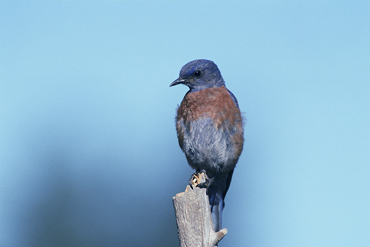 vestlige bluebird, perched, Bluebird, fuglen, dyreliv, blå, Songbird
