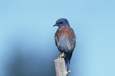 Western bluebird, encaramado, Bluebird, pájaro, flora y fauna, azul, Songbird