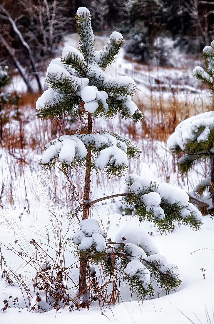 sníh, borovice, osamělý, Zimní, Les, Příroda, strom