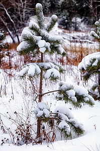 śnieg, sosna, samotny, zimowe, lasu, Natura, drzewo