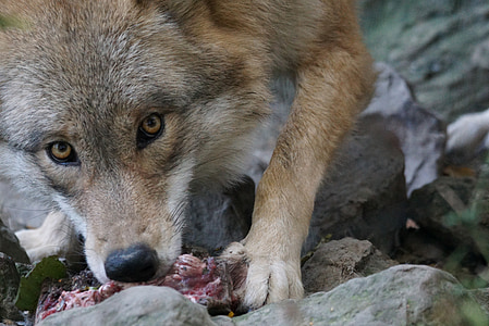 Wolf, Europese, aandacht, wildlife fotografie
