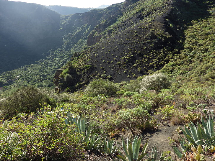 Luonto, Gran Canarialla, tulivuori, maisema, Flora