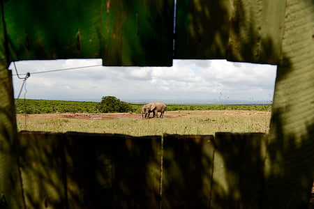 Дикая природа, Африка, сафари, Слон, Природа, путешествия, млекопитающее