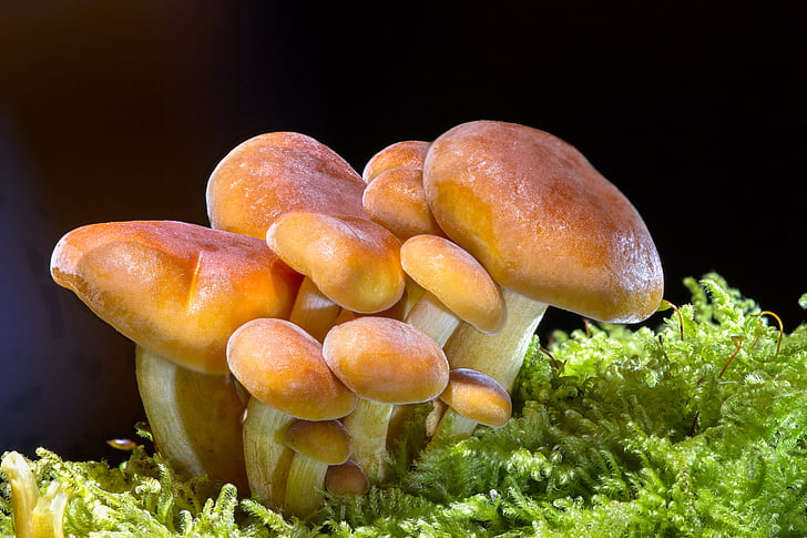 svamp, trä svamp, svamp, Mini mushroom, liten svamp, svamp-gruppen, mat