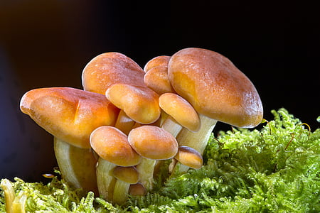 champignon, bois champignon, éponge, Mini champignon, petit champignon, Groupe de champignons, alimentaire