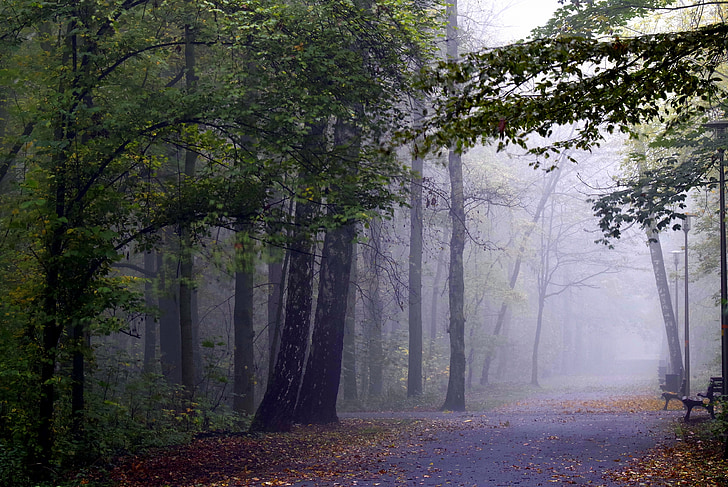 la niebla, bosque, árbol, mágica, clima, otoño, oscuro
