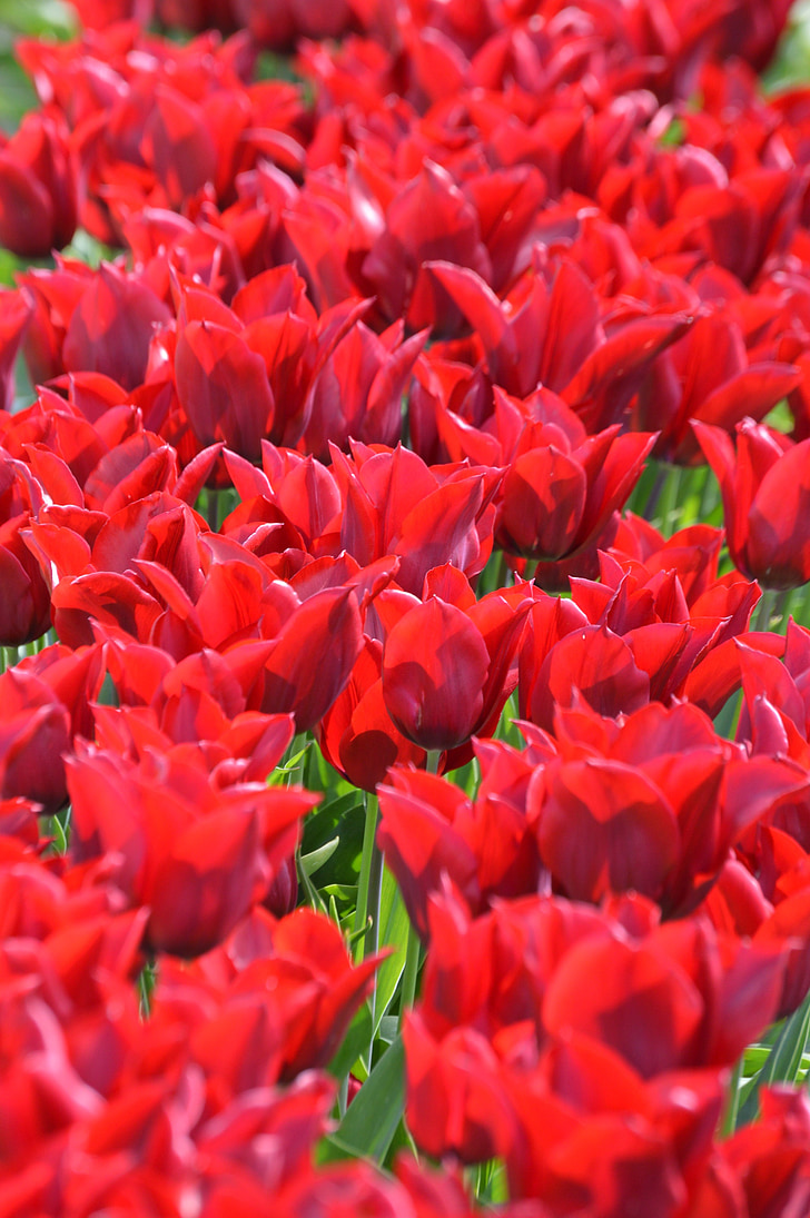 tags red, tulips, northwest, washington, flower, purple, skagit