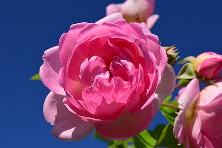 Pink, steg, Pink rose, blomst, Blossom, Bloom, Rosen blomstrer