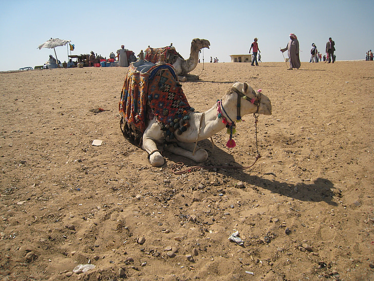 camelo, Egito, Cairo, estabelece, mamífero, doméstica, ao ar livre