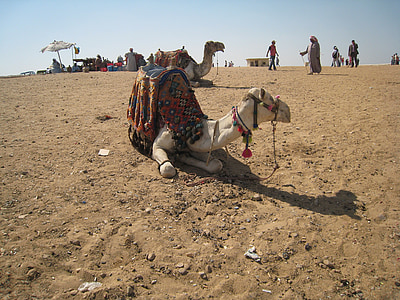 Camel, Egypten, Cairo, om fastsættelse af, pattedyr, indenlandske, udendørs