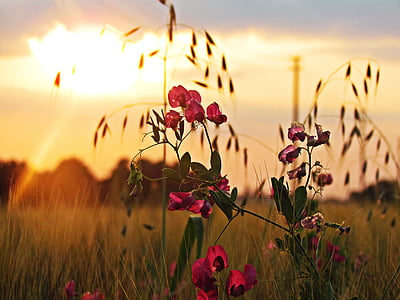 Meadow, fleur, le soleil, Ouest, printemps, nature, été