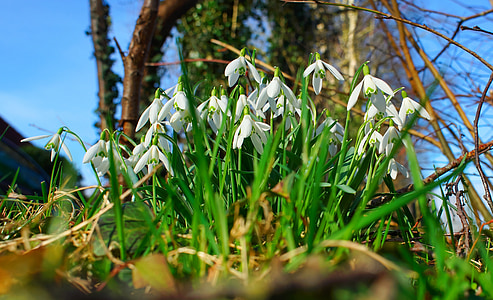 snowdrop, flowers, signs of spring, white, nature, spring flowers, flowers white