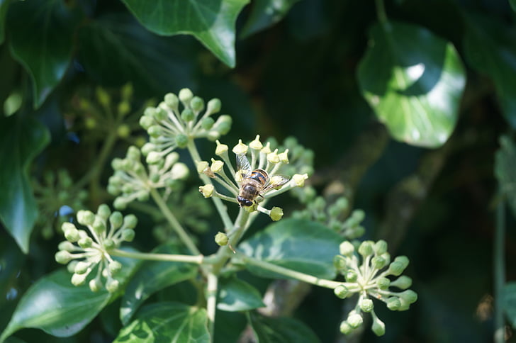 Bee, honingbij, klimop, insect, bestuiving, nectar, stuifmeel