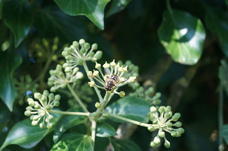 bee, honey bee, ivy, insect, pollination, nectar, pollen