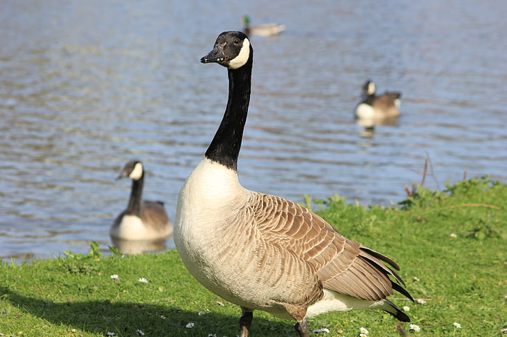 goose, geese, river, country side