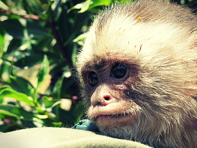 mono, primate, mammals, macaco, animal, breeding, ape