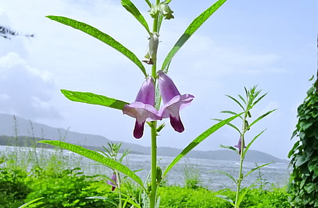 fiore, viola, sesamo, Safed til, Tilam, Sesamum indicum, Pedaliaceae