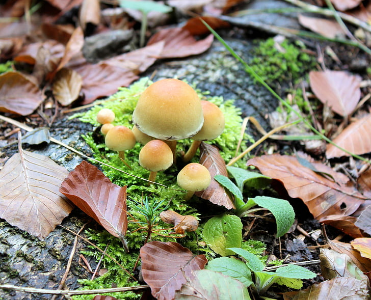 svamp, hösten, Agaric, beige, lite, skogen, Leaf