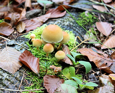 蘑菇, 秋天, 木耳, 米色, 小, 森林, 叶