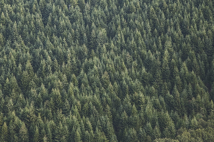 Grün, Bäume, Wald, Wald, Natur, Hintergründe, Full-frame