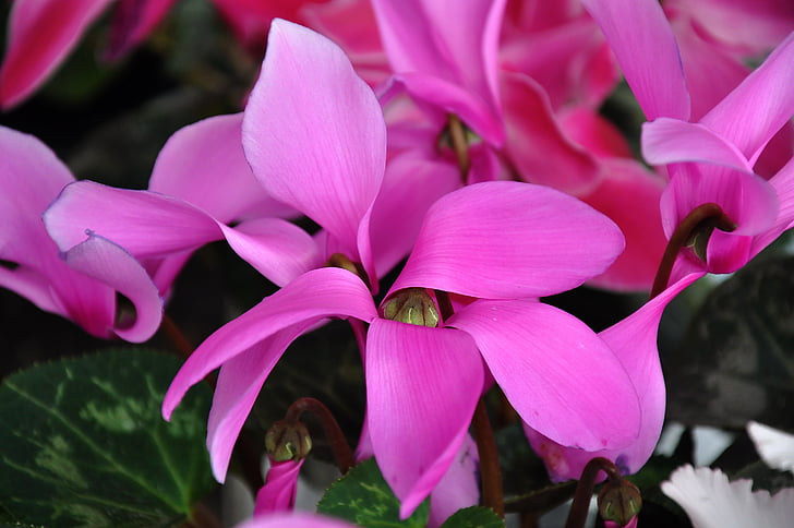 cyclamen, spring flower, pink flower, nature